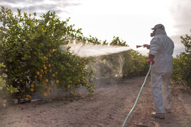 Best Affordable Pest Control Services  in Elmira, NY