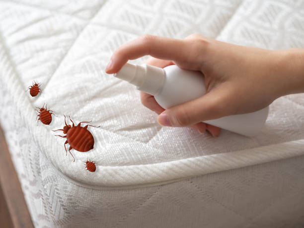 Best Pest Prevention Services  in Elmira, NY